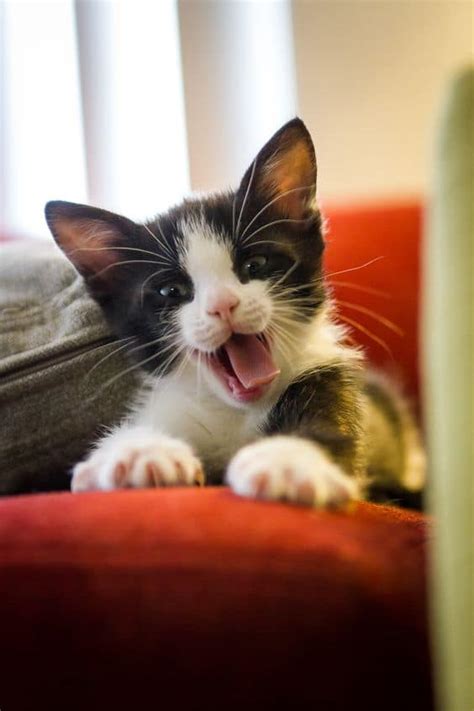 When she chose you, you got lucky! Black and White Cat Names that is ideal for your Black and ...