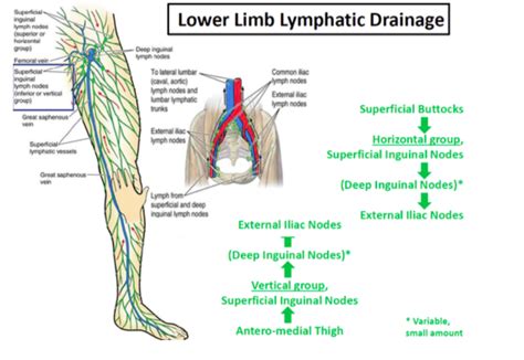 Lymphatic Related Calf Injury Myphysio Evolution
