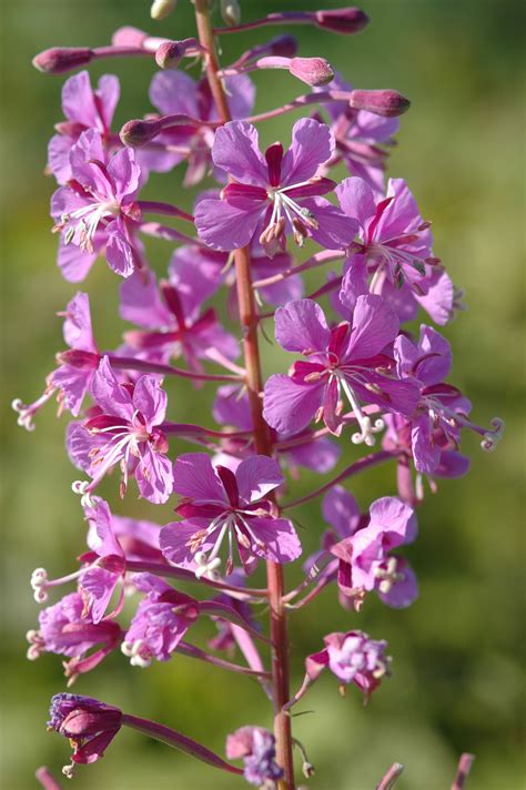 Blooming Fireweed Art And Collectibles Painting Jan