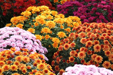 The Chrysanthemum Flower And Its Meaning And Significance Floraqueen En