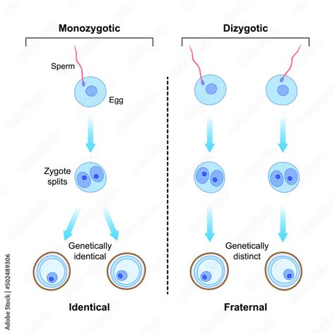 Scientific Designing Of Differences Between Monozygotic And Dizygotic Twins Formation Identical