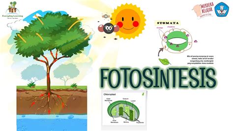 Proses Fotosintesis Pada Tumbuhan Kelas 4 Sd Kurikulum Merdeka Youtube