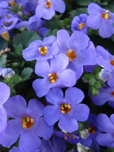 Best Winter Flowers For Florida Gardens Miss Smarty Plants