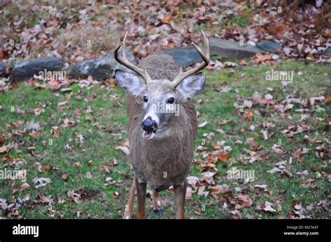 Whitetail Buck Deer With His Mouth Open Stock Photo Alamy