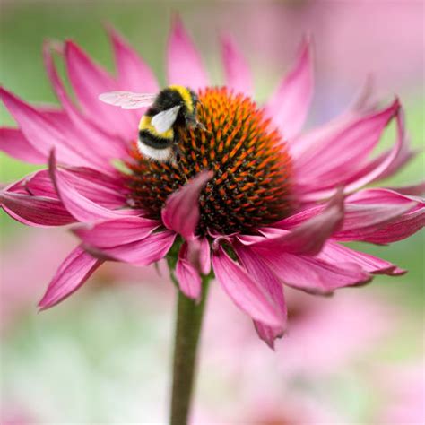 This flower provides both nectar and pollen as well. 10 bee-friendly herbs | Ideal Home