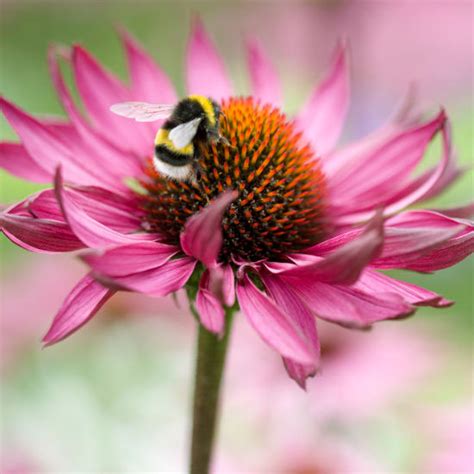 Pollinators don't seem to be phased by city life, as long as there are plots and patches of flowers they will be visited by hungry bees 15,16. 10 bee-friendly herbs | Ideal Home