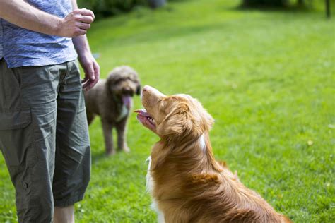 6 Ways To Improve Your Bond With Your Dog