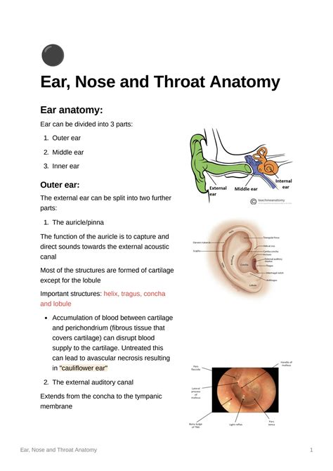 Solution Ear Nose And Throat Anatomy Studypool