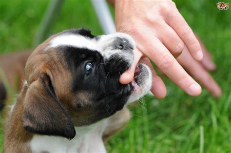 He got so overly excited he bit my aunt and made. The five main reasons behind why dogs bite | Pets4Homes