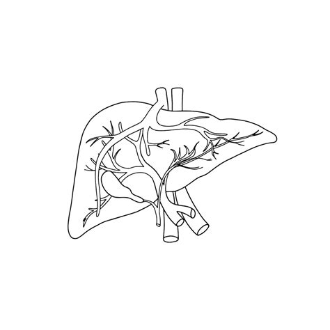 Premium Vector Vector Anatomical Liver Realistic Liver Icon