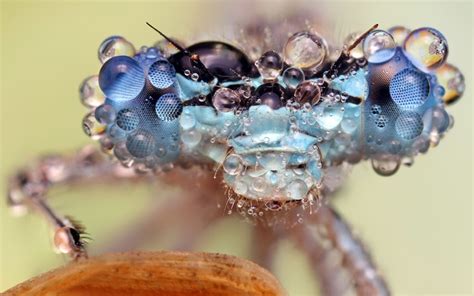 Dew Soaked Bugs Ondrej Pakans Photos Of Insects Covered