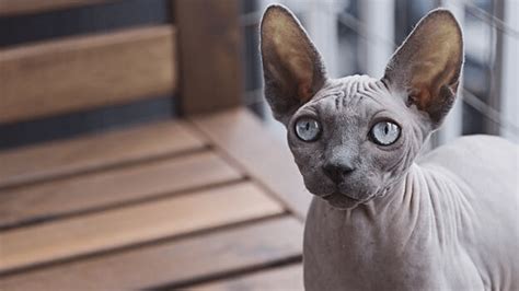 Sphynx Cat Breed Profile Info And Facts World Cat Finder