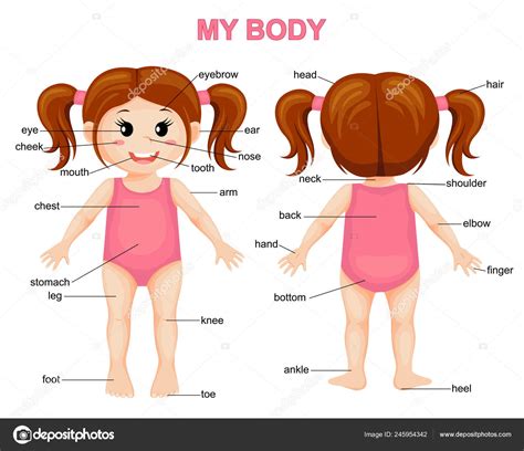 Body Cute Cartoon Girl Body Parts Poster Stock Vector Image By