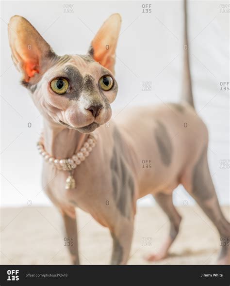 Sphynx Cat Wearing A Pearl Collar Stock Photo Offset