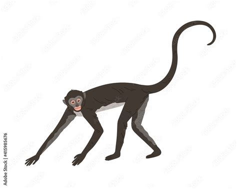 Walking Spider Monkey With Black And Gray Fur Small Head Long Thin