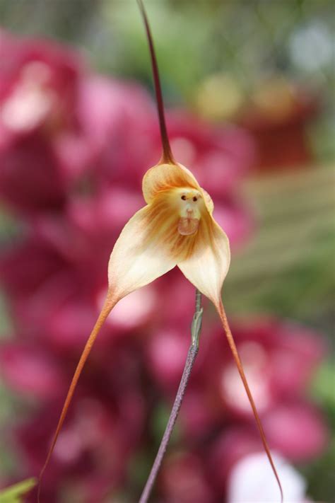 10 Fascinating Plants That Look Like Animals Monkey Orchid Unusual