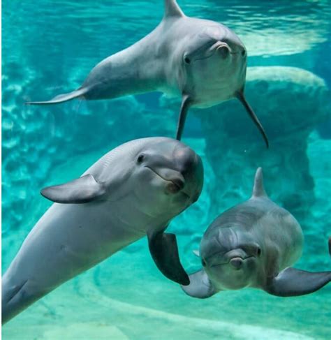 Dolphins do have fairly large brains. GA Bottle Nose Dolphins - Lion's Share Federal Credit Union