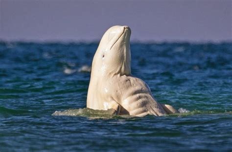 Marine Life Photographers Sometimes Capture Unusual Sights Like This