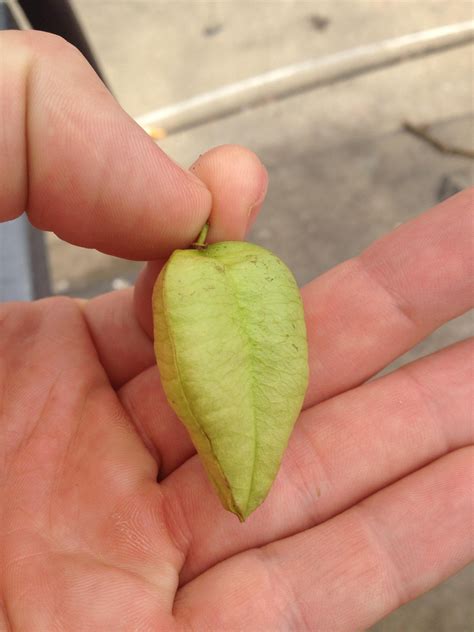 Triangular Seed Pod With Small Hard Green Berries Inside Louisville