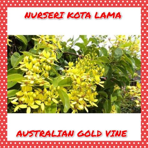 🔥rare🔥 Australian Gold Vine Pokok Kelulut Shopee Malaysia