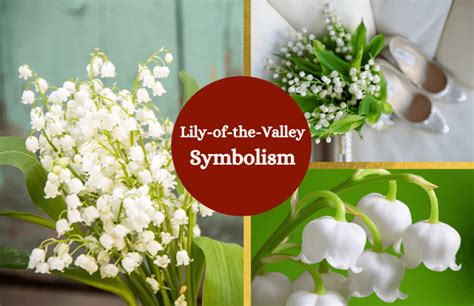 Lily Of The Valley Meaning And Symbolism Symbol Sage