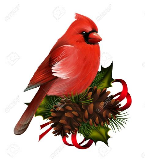 Download High Quality Cardinal Clipart Christmas Transparent Png Images