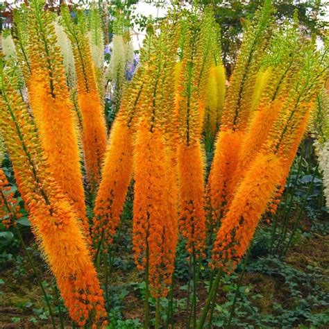 How To Grow The Foxtail Lily The Garden Of Eaden