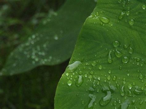From wikipedia, the free encyclopedia. How to Plant & Care for Mammoth Elephant Ears | Hunker in ...