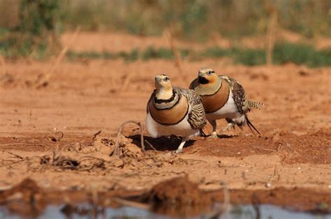 Premium Photo Pin Tailed Sandgrouse Male And Female At A Water Point