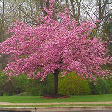 Echtermeyer crabapple malus 'oekonomierat echtermeyer'. Prairifire Crabapple Tree | Flowering cherry tree
