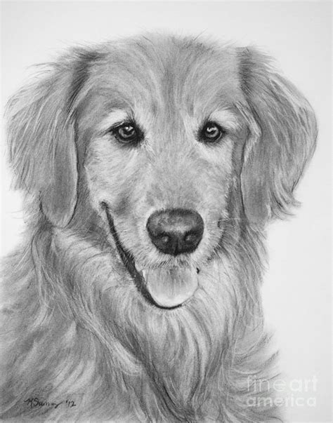 Another free animals for beginners step by step drawing video tutorial. Golden Retriever Sketch Drawing by Kate Sumners