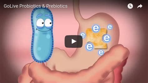 Noster Probiotics Probiotics And Prebiotics Noster Probiotics