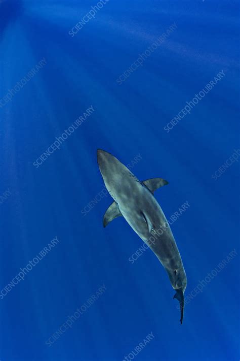 Great White Shark From Above Stock Image C0428386 Science Photo
