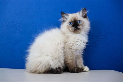 I would highly recommend this breeder… Ragdoll Kittens for Sale Near Me | Buy Ragdoll Kitten ...