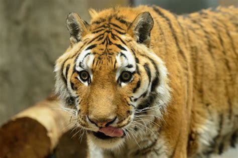 Tiger Walks Record 800 Miles In Search Of Sex