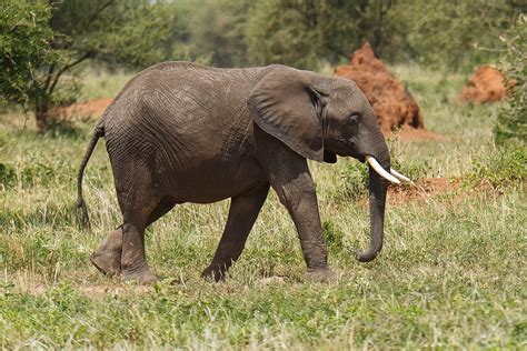 Loxodonta Africana African Elephant Loxodonta Africana Flickr