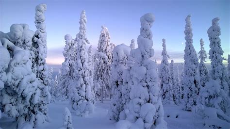 Snowy Trees Snow Covered Trees In Ruka Finland Timo Newton Syms