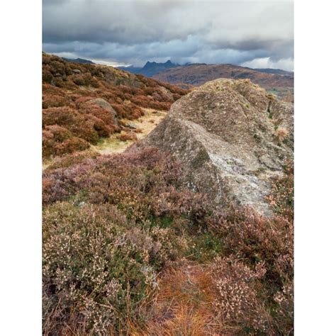 Holme Fell Near Coniston In The Lake District Lake District Prints