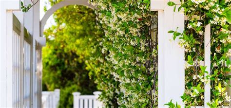 How To Successfully Grow Climbing Plants All Green