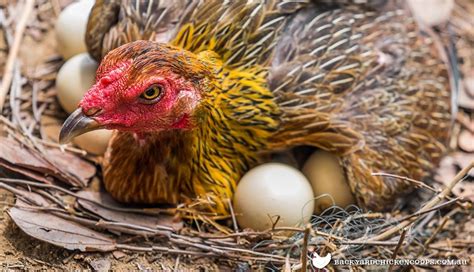The Secret Laying Lives Of Chickens