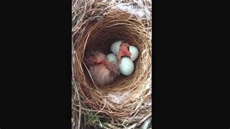 Sparrow Eggs Hatching Such An Amazing Thing To Catch On Video