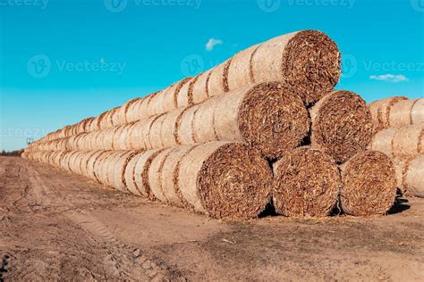 Huge Straw Piles Of Hay Rolled In Bales On A Harvested Field Against A