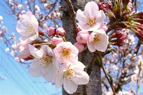 flor de cerejeira occitane  flores meio ambiente