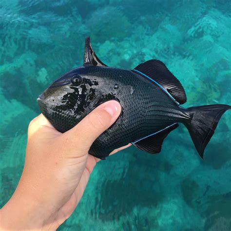 Caught A Black Triggerfish This Morning Rfishing