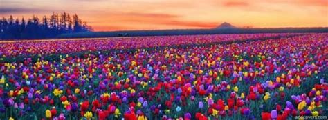 Flower Field Flowers Facebook Timeline Cover Picture Flowers Facebook