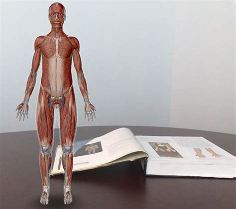 Anatomy And Physiology Anatomical Position And Directional Terms