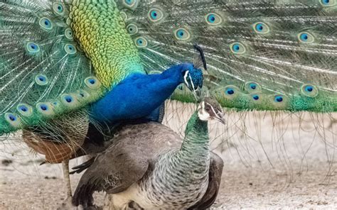 Male Peacocks Mating