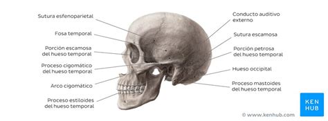 Cráneo Anatomía Estructura Huesos Cuestionarios Kenhub