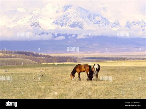 Horses In The Altai Mountains Pets Graze On A Spring Meadow In The