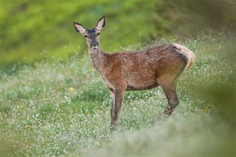 Red Deer Female Looking To The Camera On Blossom Meadow Stock Image